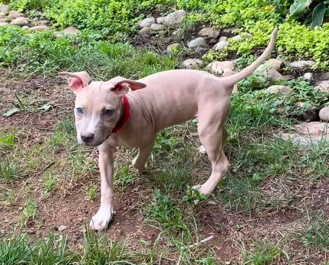 Bonnie Puppy - Pit Bull Terrier