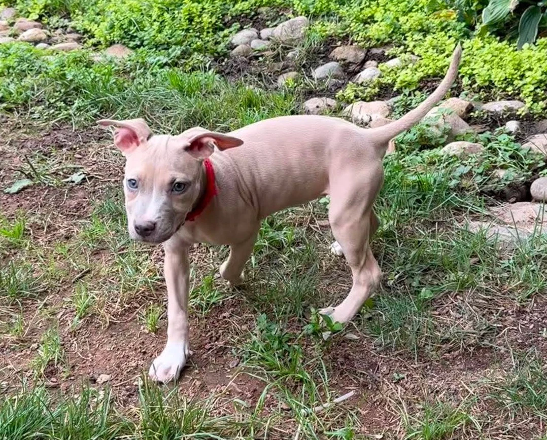 Bonnie Puppy