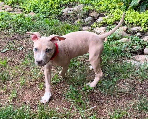 Photo 5 of Bonnie (puppy)