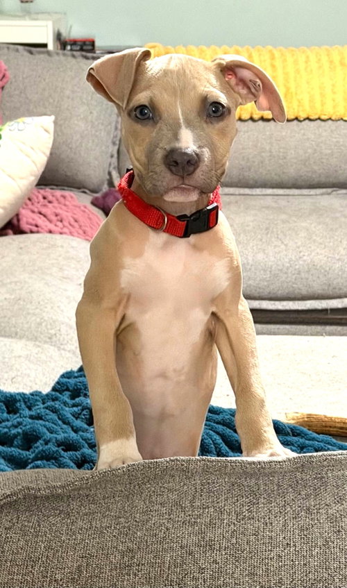 Bonnie (puppy), a dog for adoption from LOVEPAWS