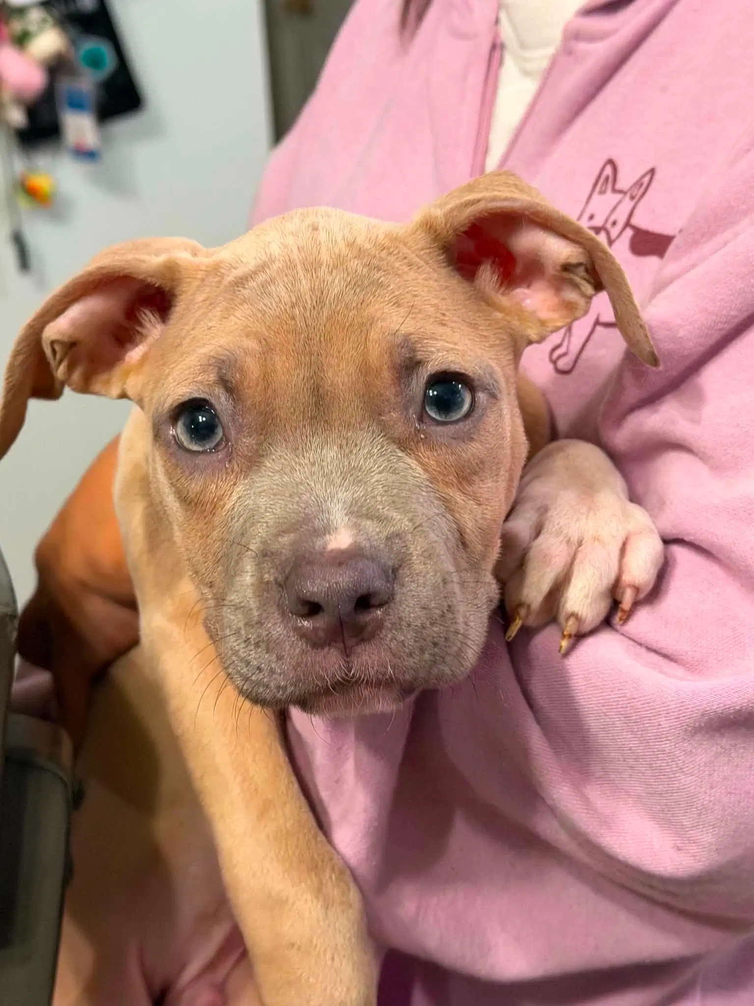 Clyde Puppy - Pit Bull Terrier