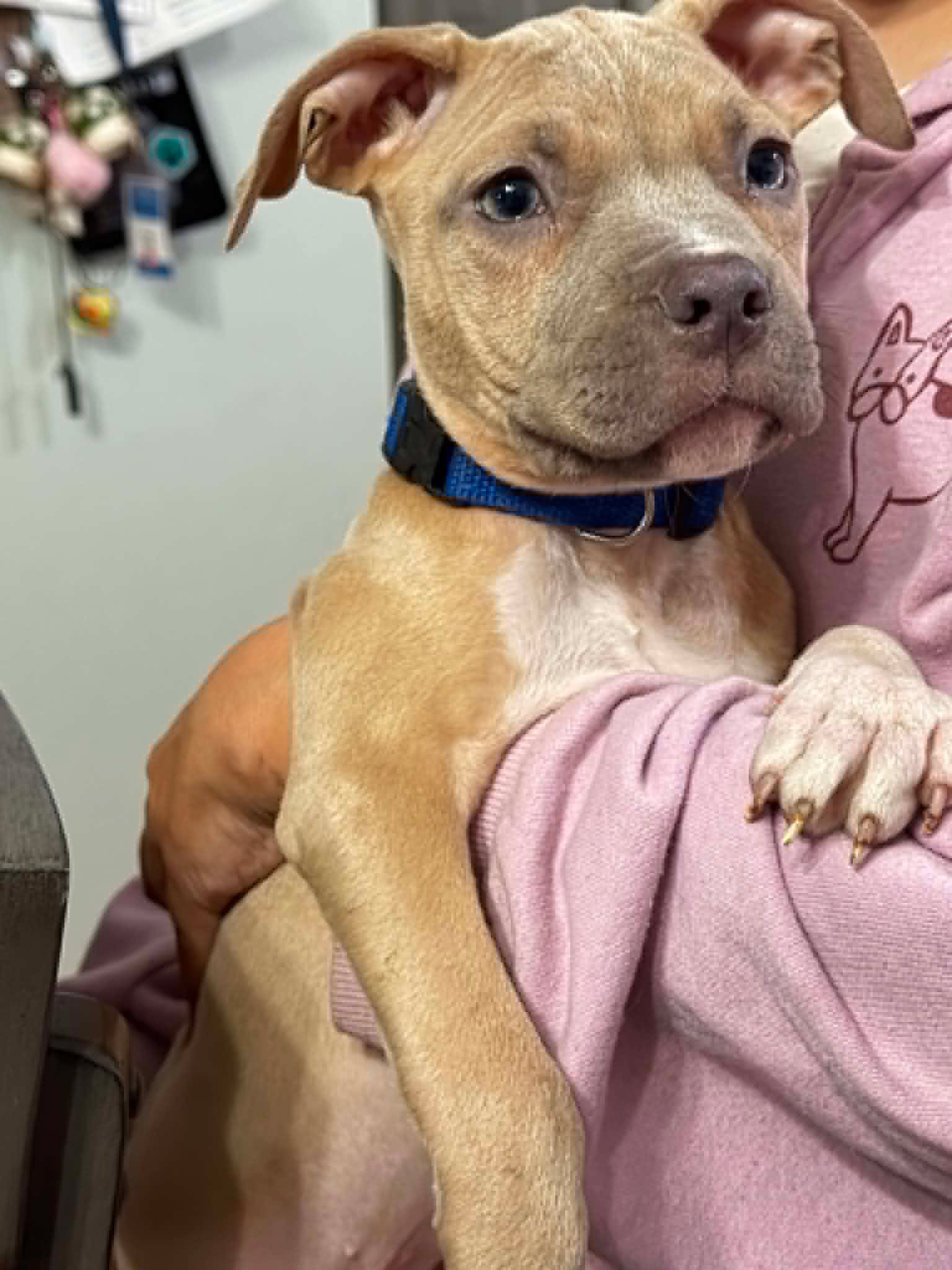 Clyde Puppy image 2