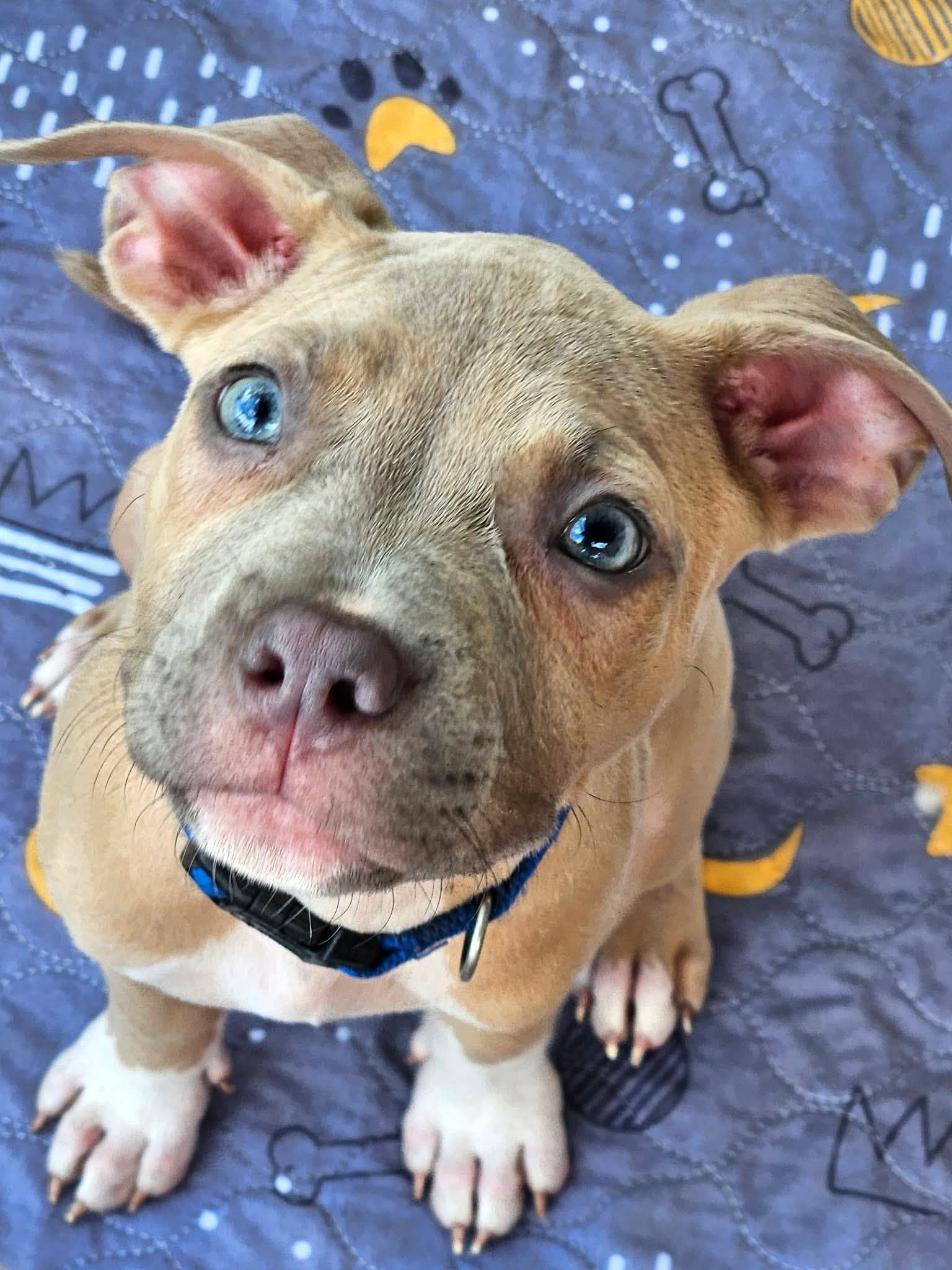 Clyde (puppy), Pit Bull Terrier