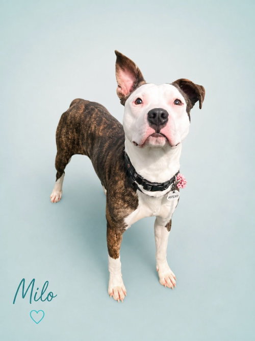 Photo 5 of Milo