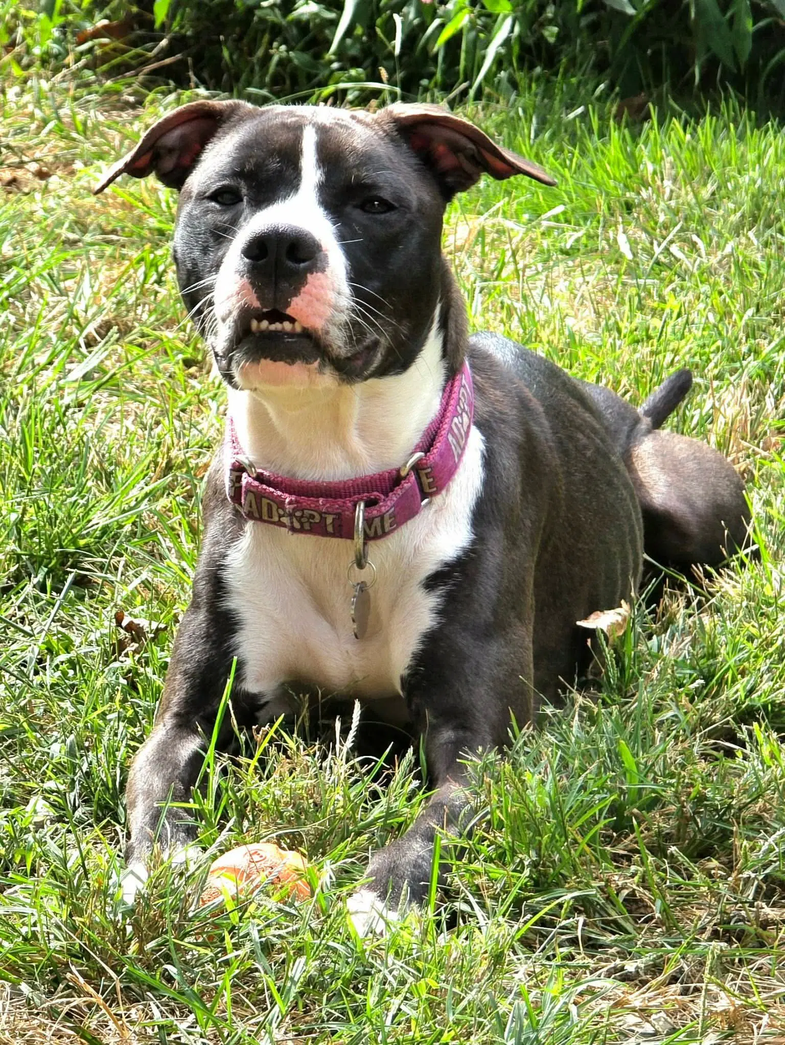 Comet Fka Godiva - Pit Bull Terrier