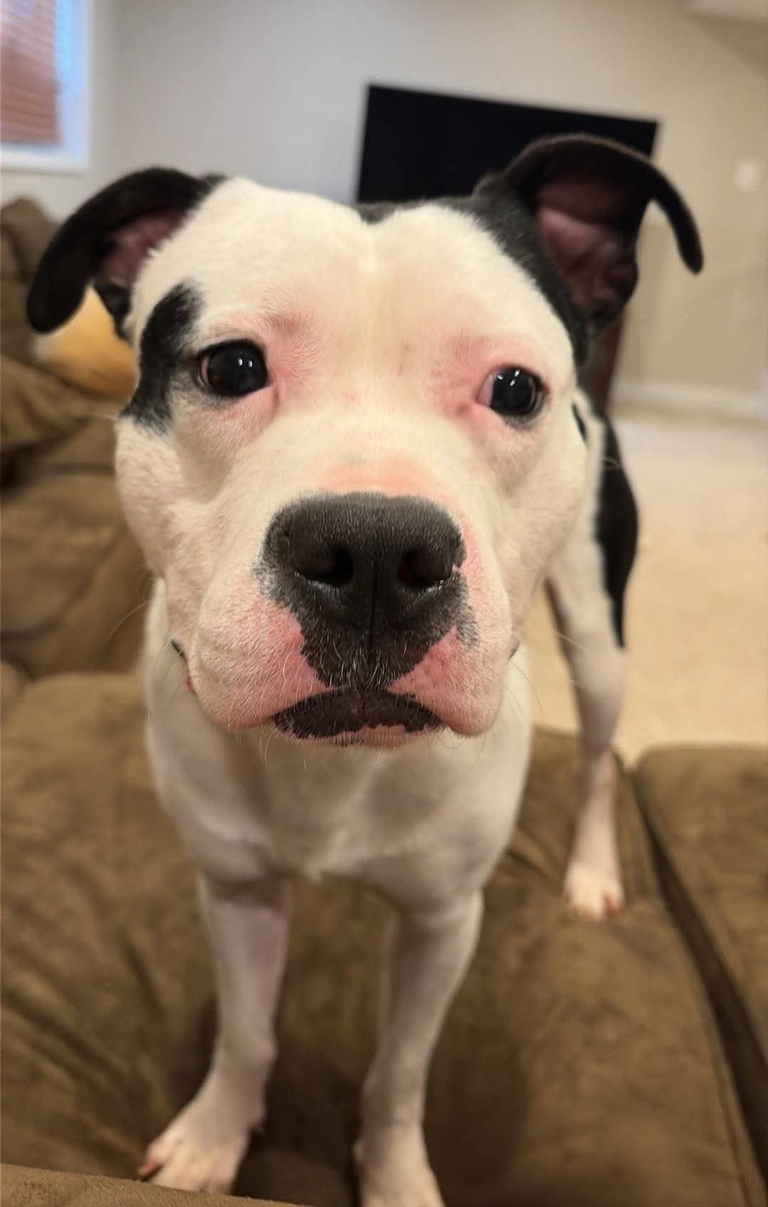 Thanos, Pit Bull Terrier