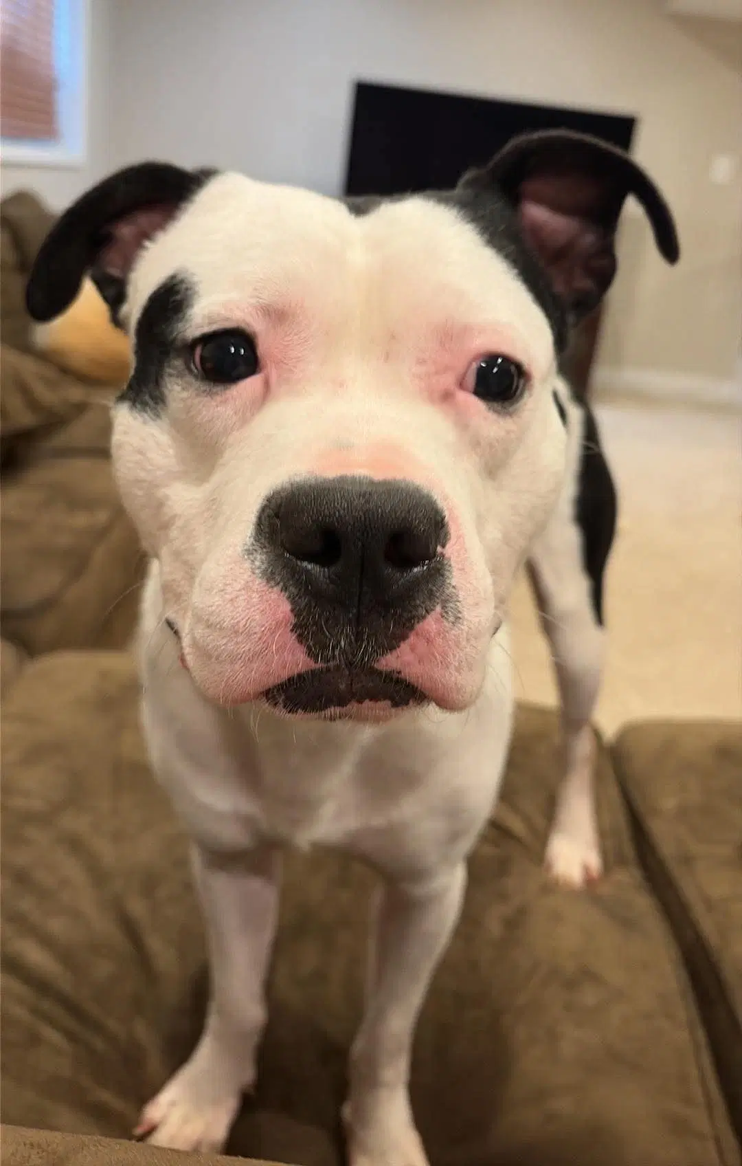 Thanos - Pit Bull Terrier