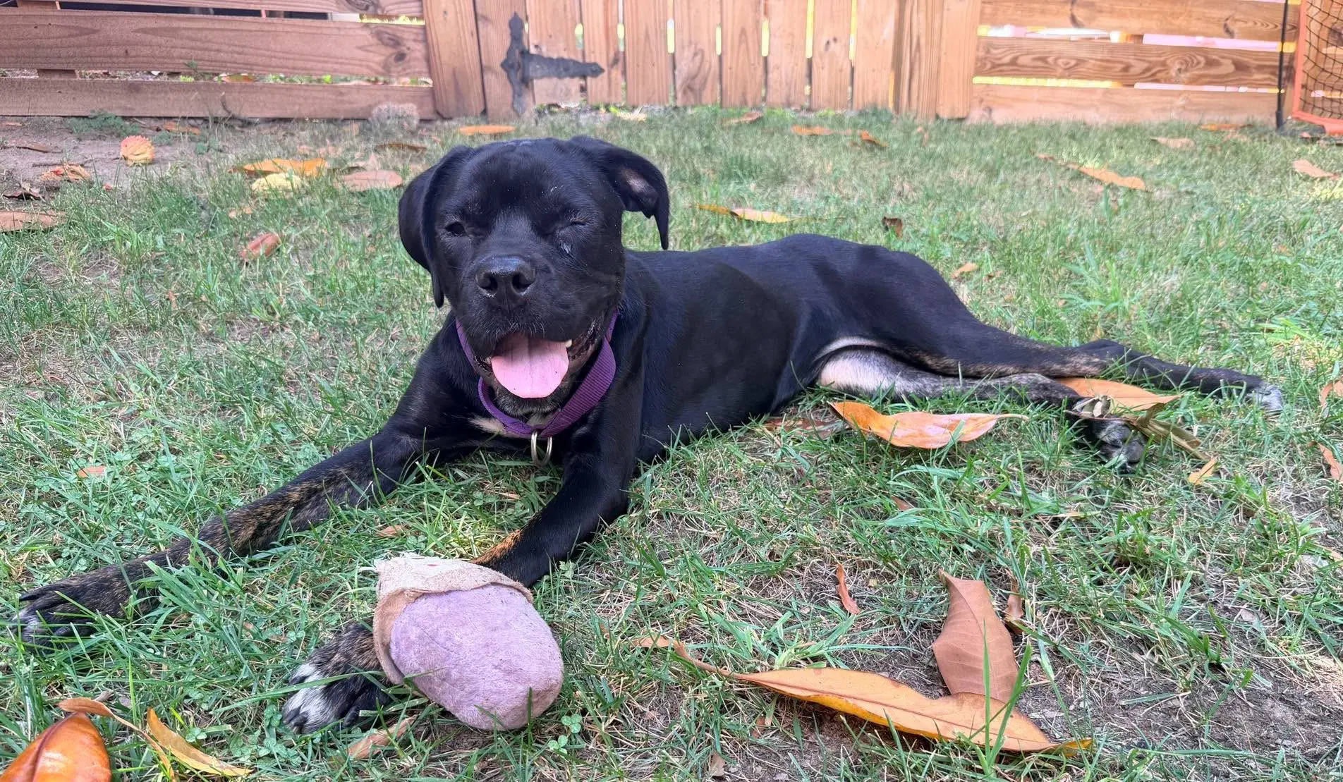 Peppa - Cane Corso Mastiff