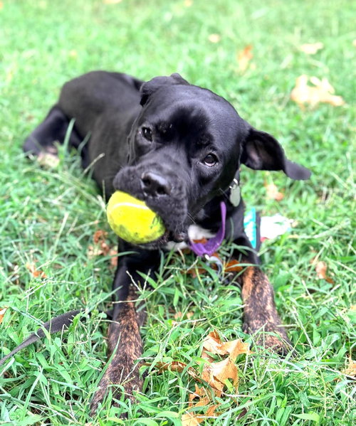 Peppa, a dog for adoption from LOVEPAWS