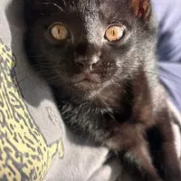 Gully - Domestic Short Hair