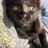 Gully, a cat for adoption from LOVEPAWS