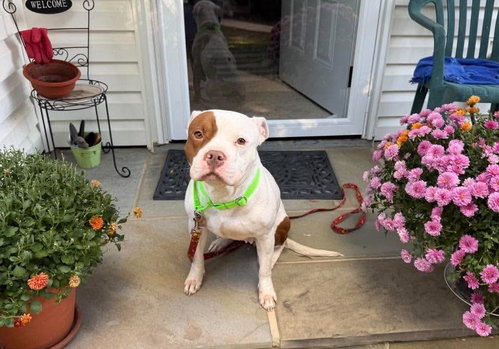 Daphne (fka Diamond), an American Bulldog (short coat) dog for adoption in Rockville, MD, photo 1 of 4