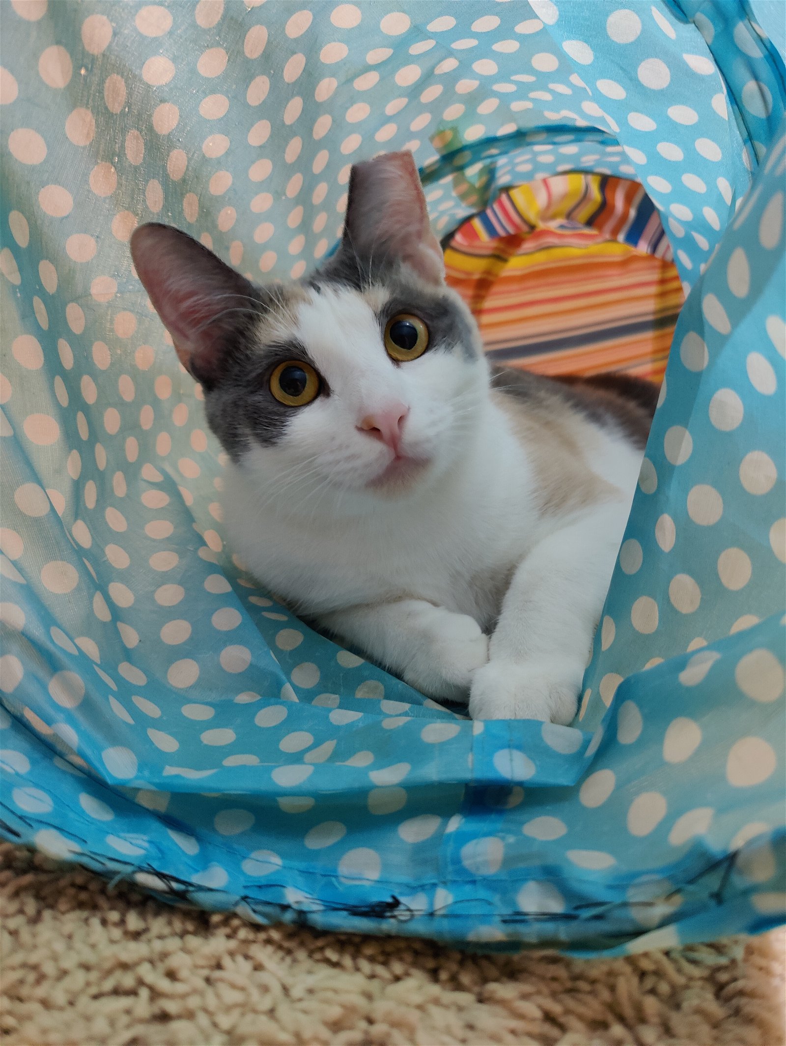 adoptable Cat in Orlando, FL named Alice Cooper