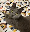 adoptable Cat in orlando, FL named Pepper