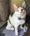 adoptable Cat in orlando, FL named Trooper