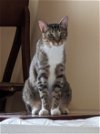 adoptable Cat in orlando, FL named January