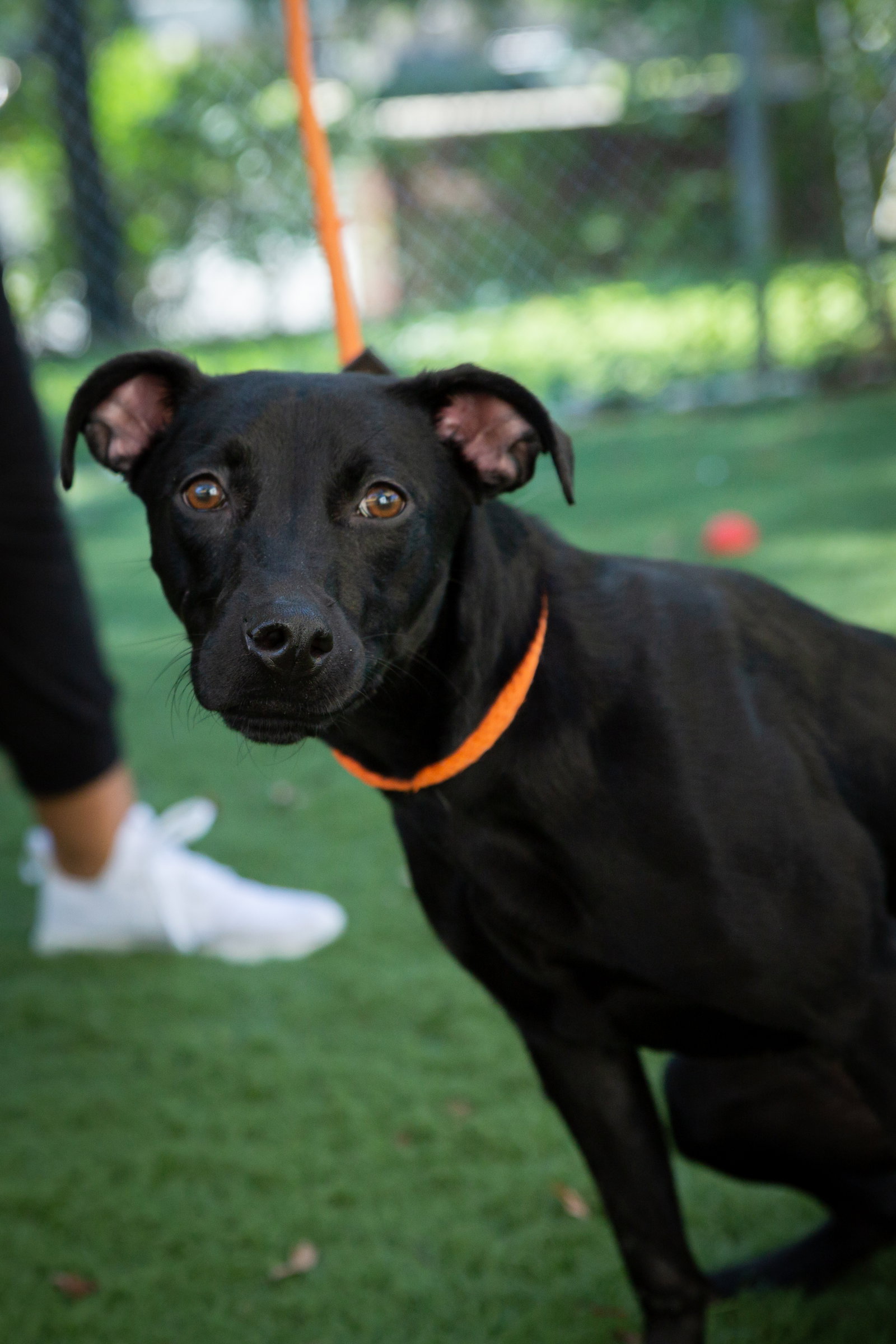 Dog for Adoption - Mila, a in Raleigh, NC | Alpha Paw