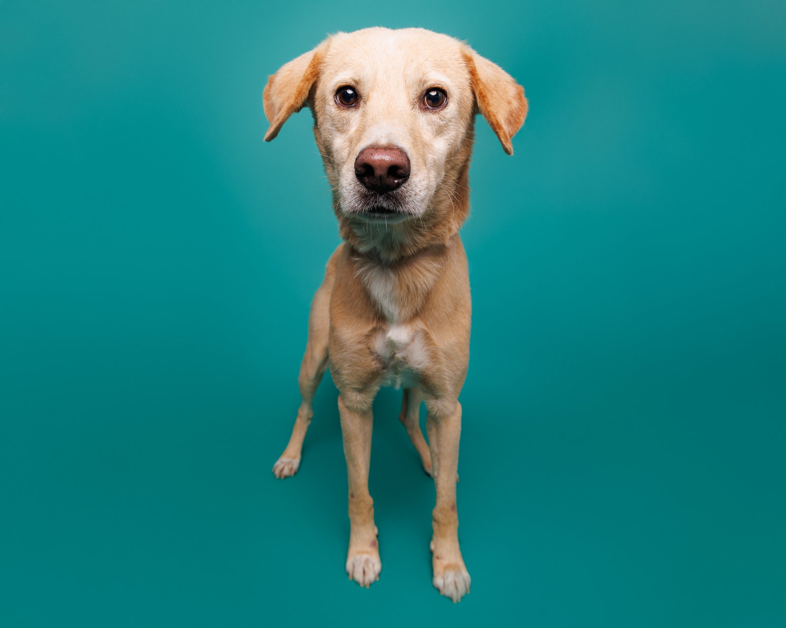 Dog for Adoption Saguaro, a in Raleigh, NC Alpha Paw