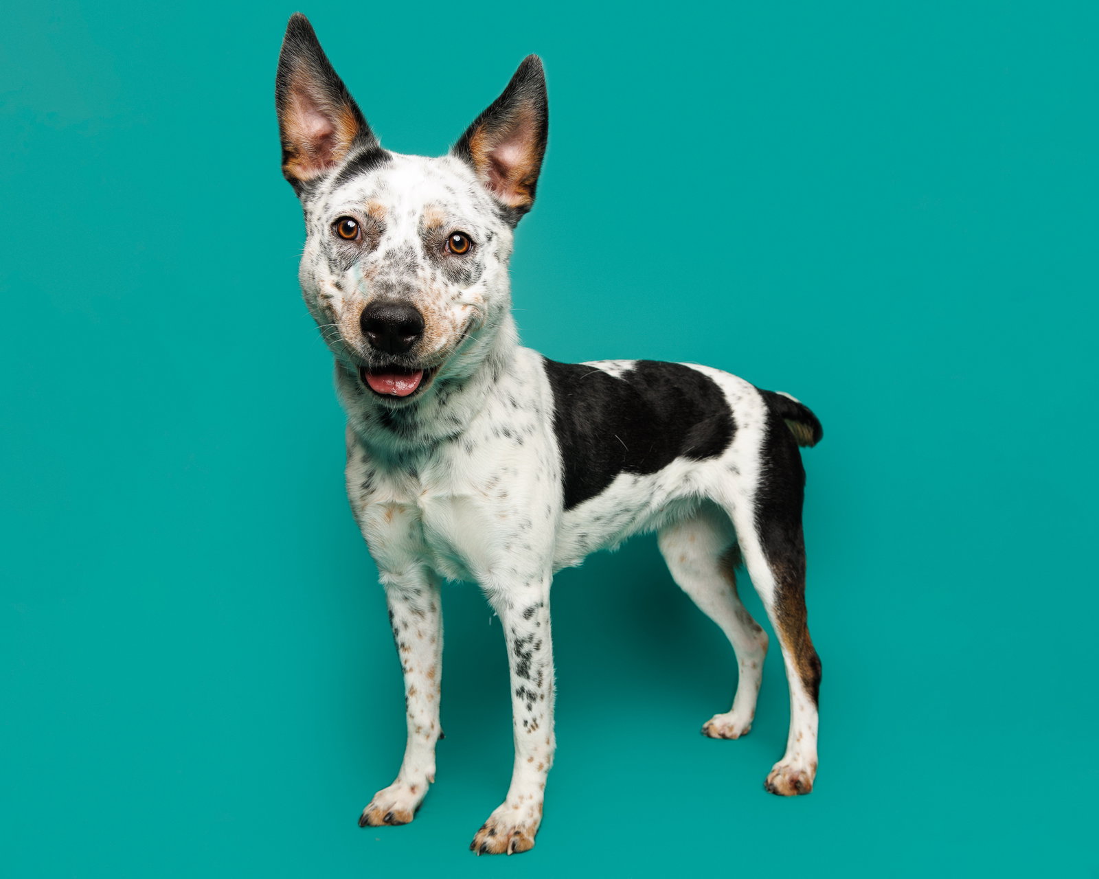 Dog for Adoption Bologna, a in Danville, VA Alpha Paw