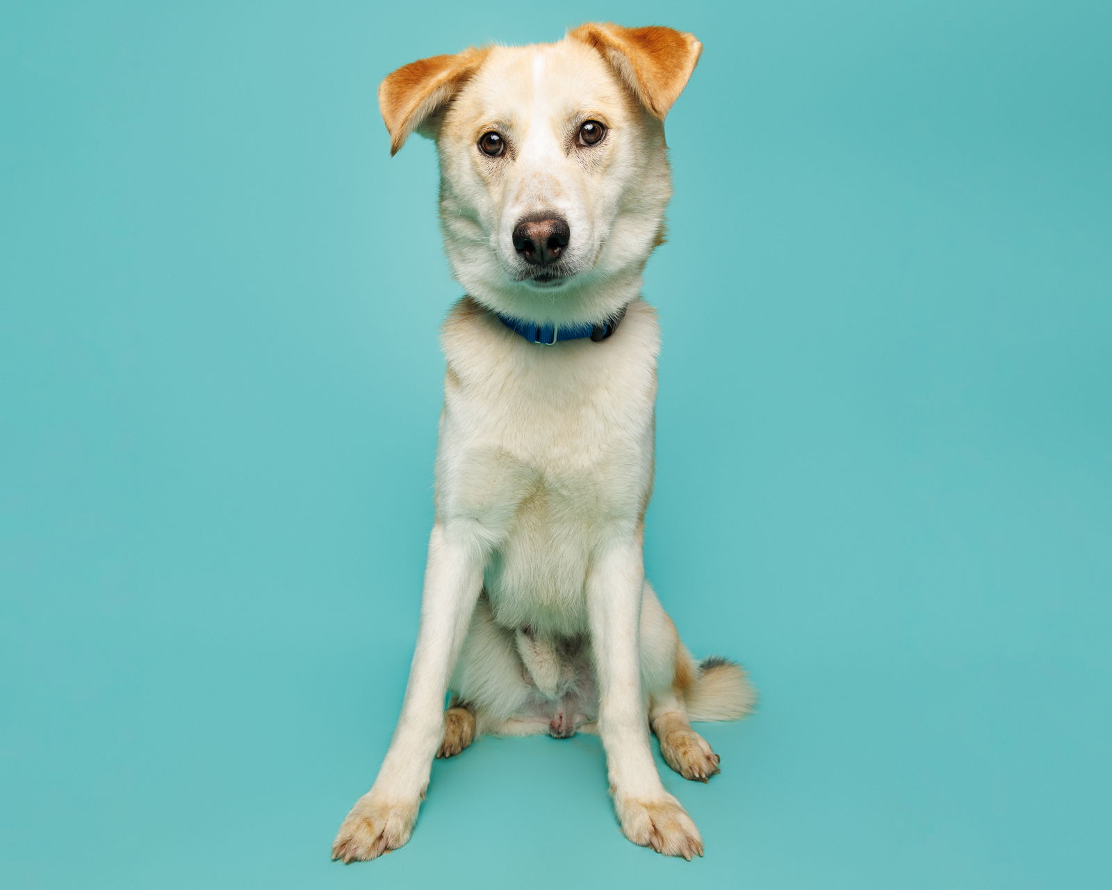 Dog for Adoption - Pepe, a in Garner, NC | Alpha Paw