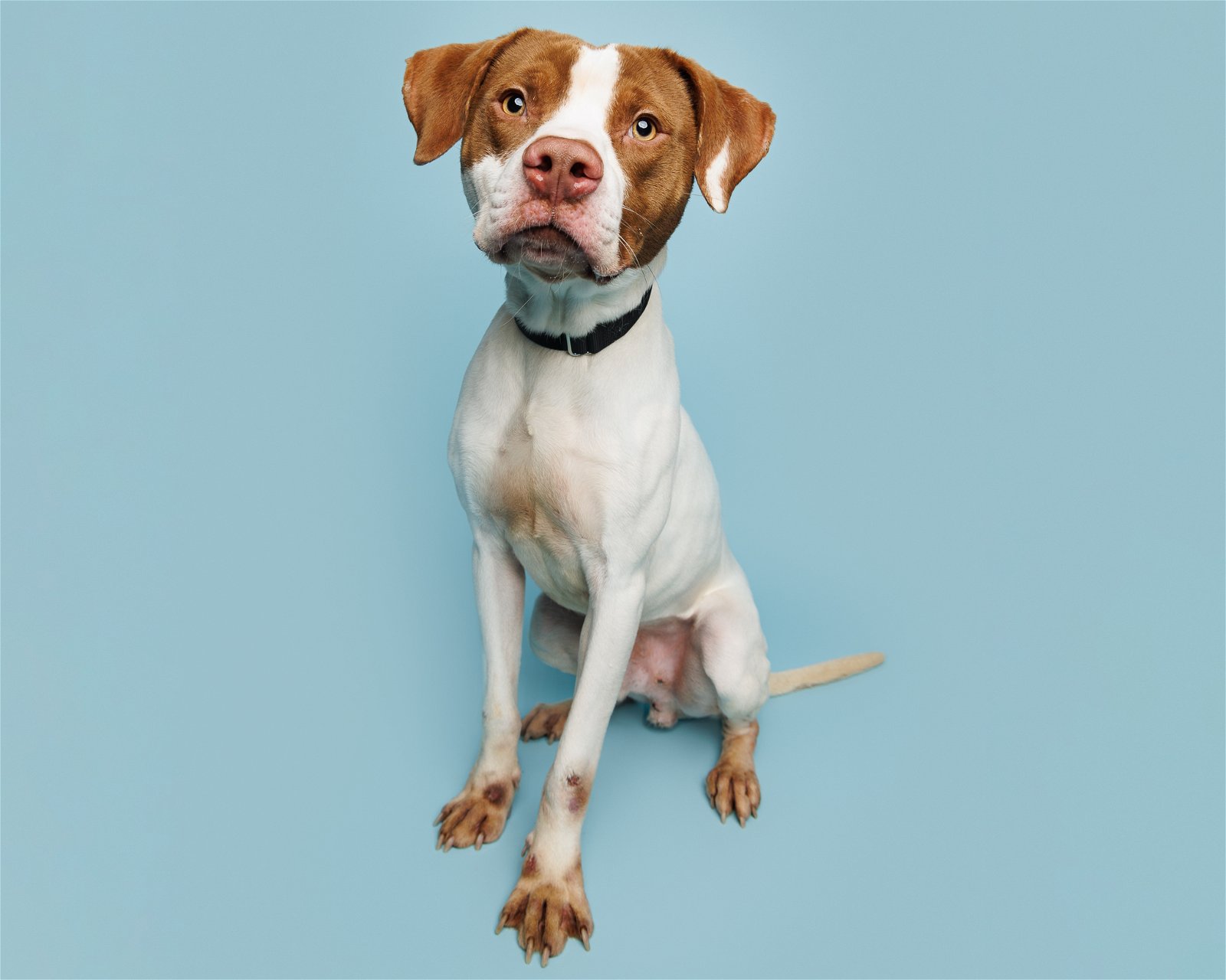 Dog for Adoption - El Greco, a in Alamance County, NC | Alpha Paw