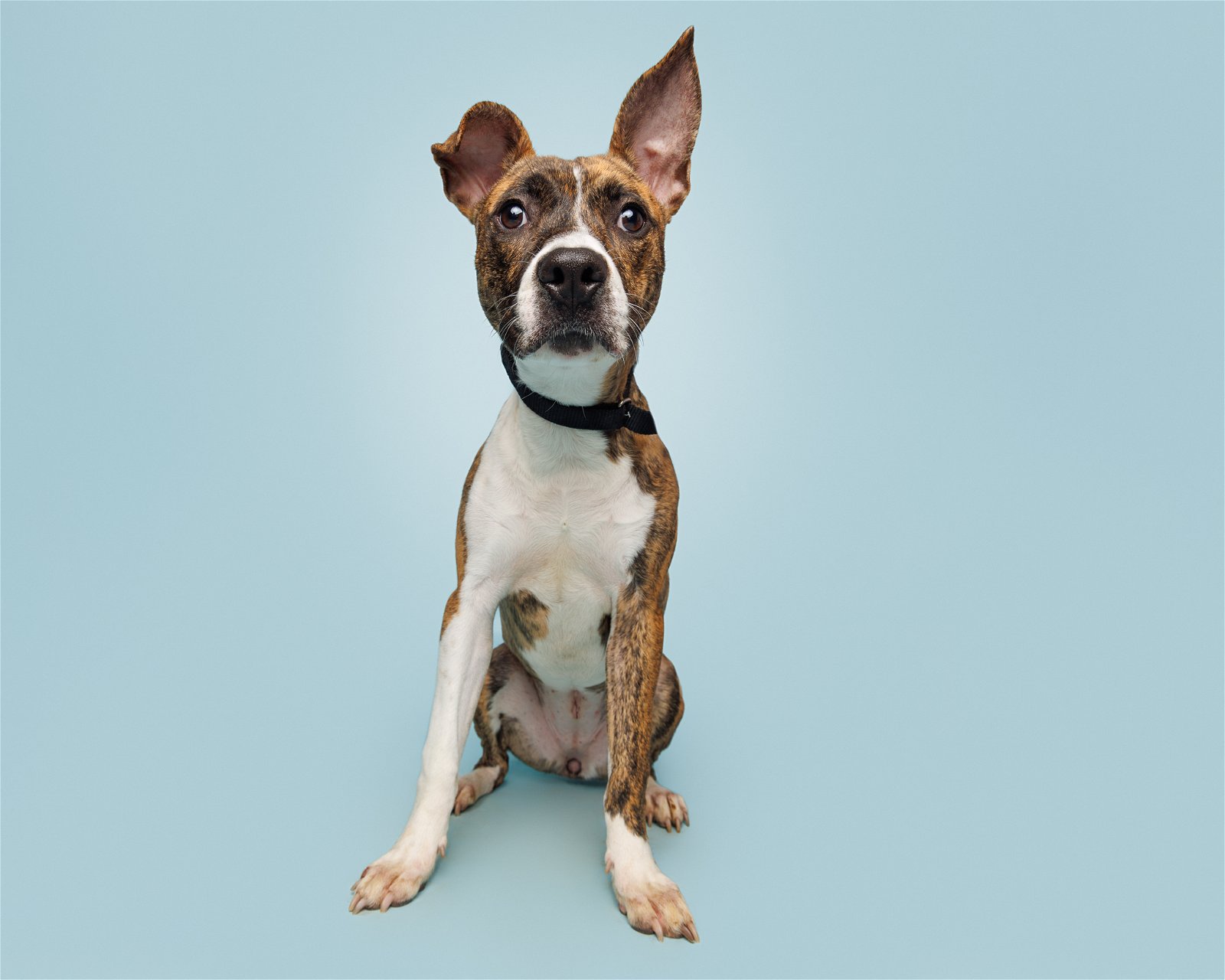 Dog for Adoption - Wilma, a in Alamance County, NC | Alpha Paw