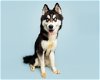 adoptable Dog in durham, NC named Zorro