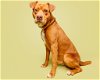 adoptable Dog in durham, NC named Hamlet
