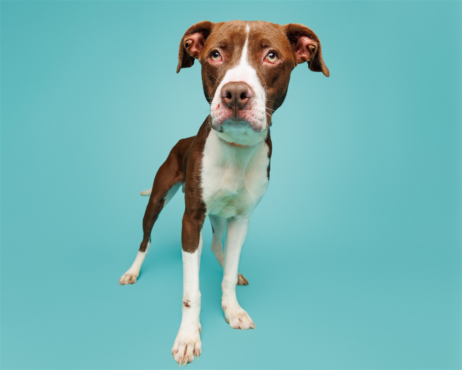 adoptable Dog in Durham, NC named Davey