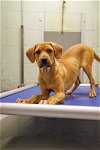 adoptable Dog in  named Florence