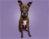 adoptable Dog in durham, NC named Walt