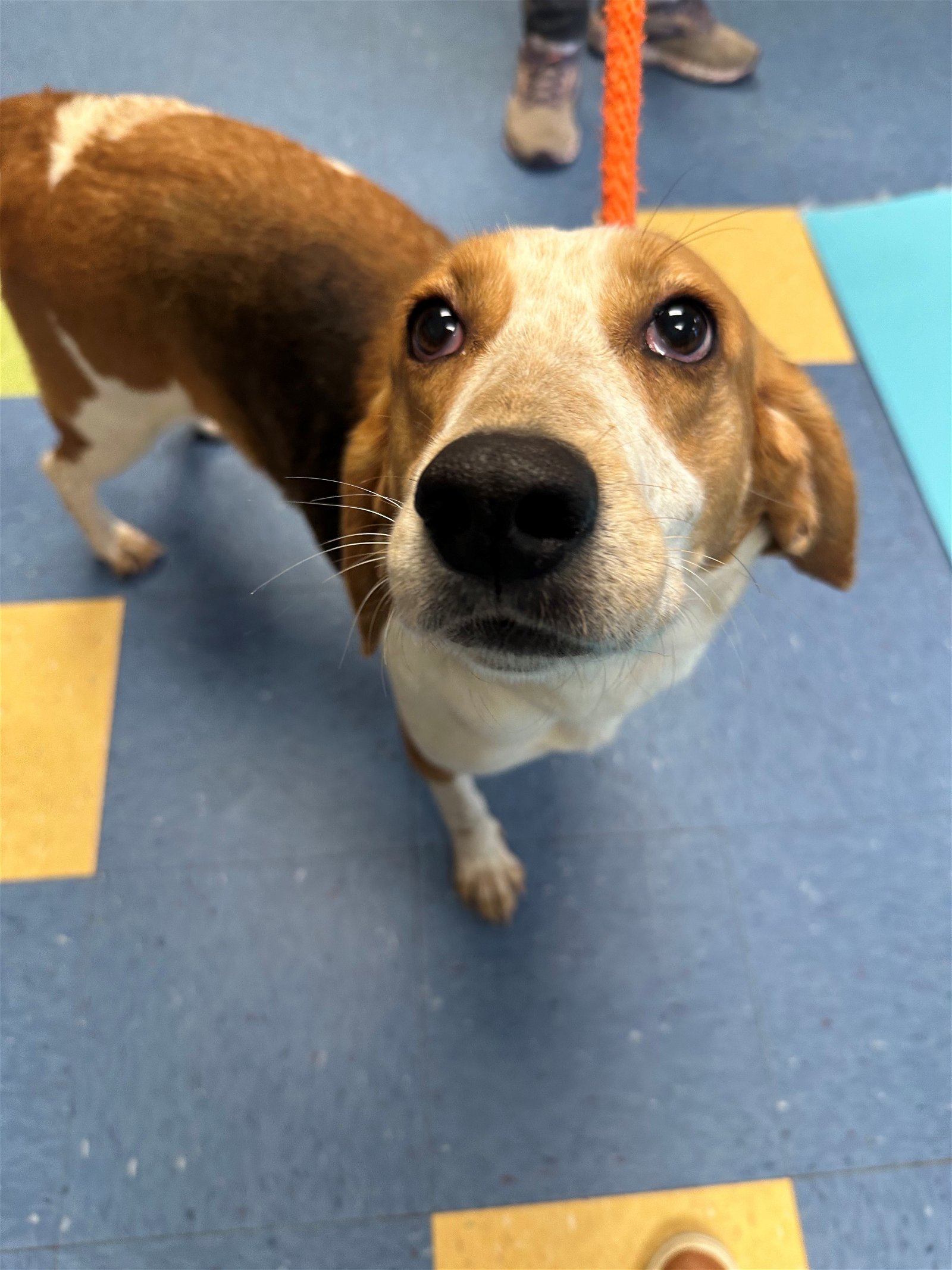 adoptable Dog in Durham, NC named Betsy