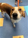 adoptable Dog in durham, NC named Betsy
