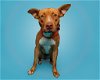 adoptable Dog in durham, NC named Hazel