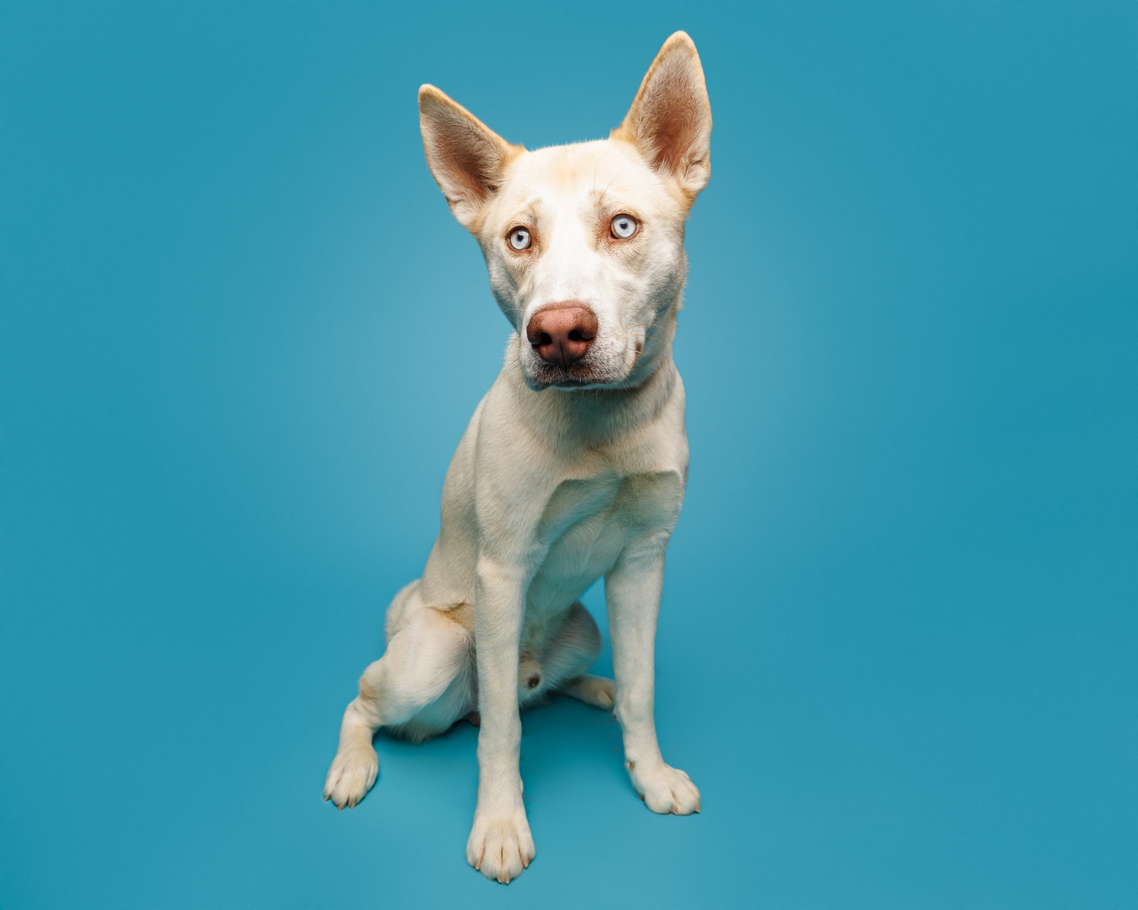 Dog for Adoption Kramer, a in Raleigh, NC Alpha Paw
