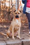 adoptable Dog in durham, NC named Trefoil