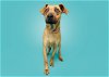 adoptable Dog in durham, NC named Gillian