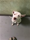 adoptable Dog in durham, NC named Blossom
