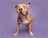 adoptable Dog in durham, nc, NC named Bramble