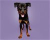 adoptable Dog in durham, NC named Tweedle