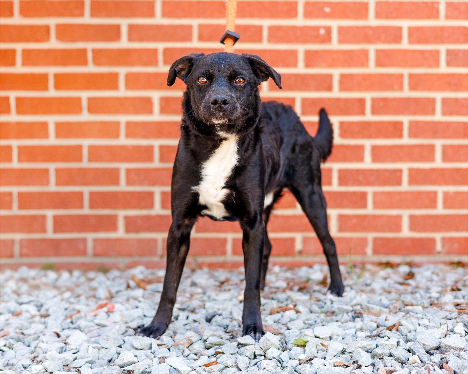 adoptable Dog in Durham, NC named Moe