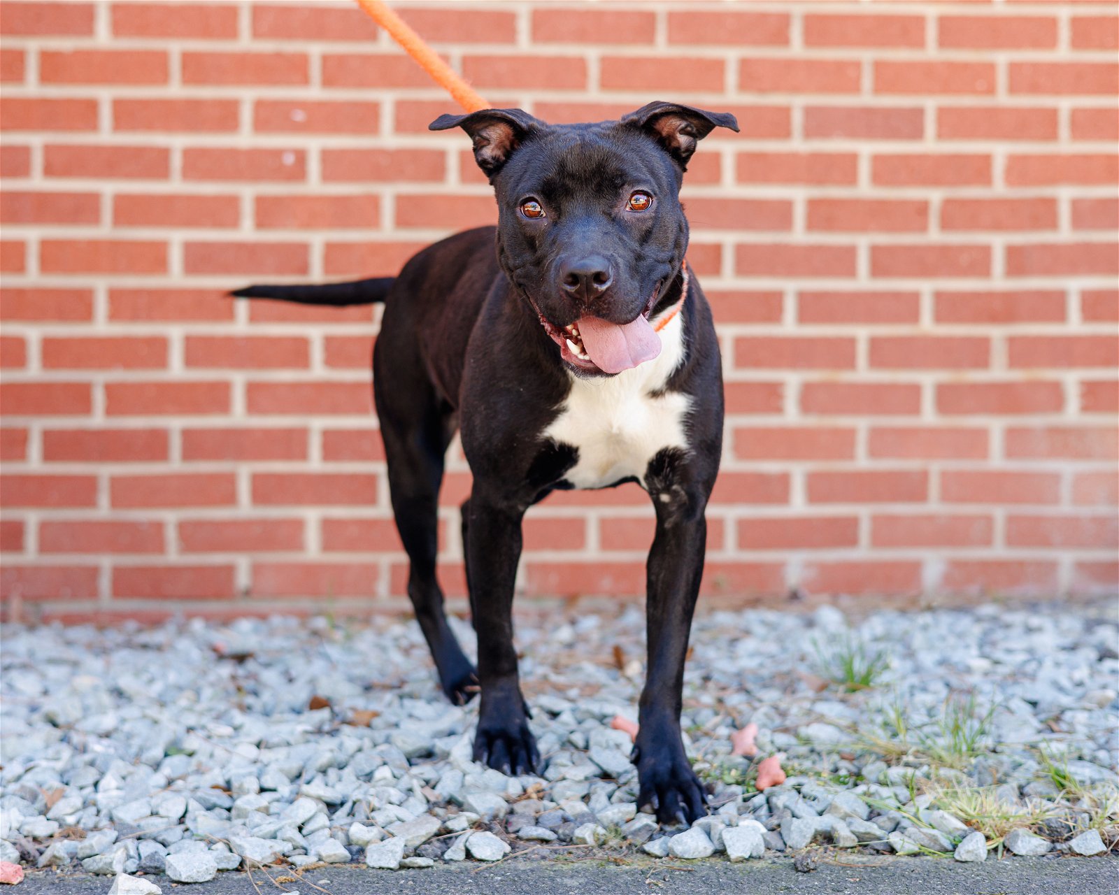 adoptable Dog in Durham, NC named Tulip