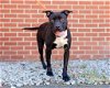 adoptable Dog in durham, NC named Tulip