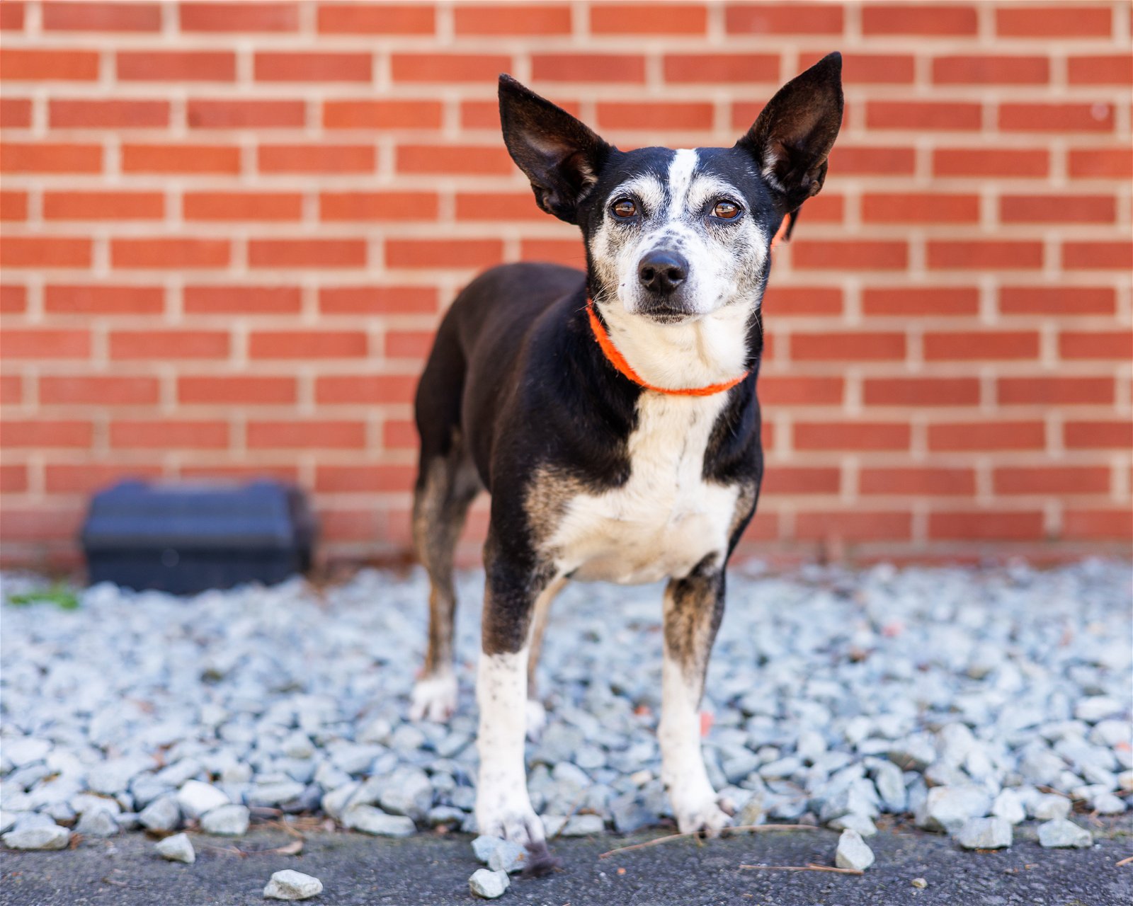 adoptable Dog in Durham, NC named Baskin