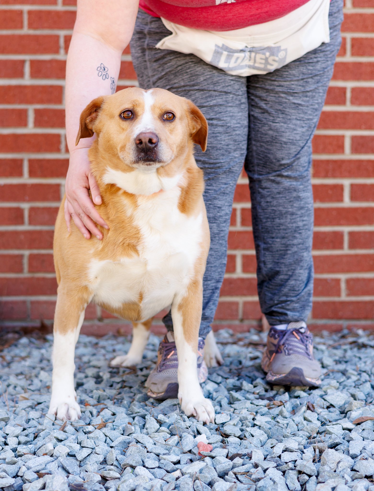 adoptable Dog in Durham, NC named Dunkin'