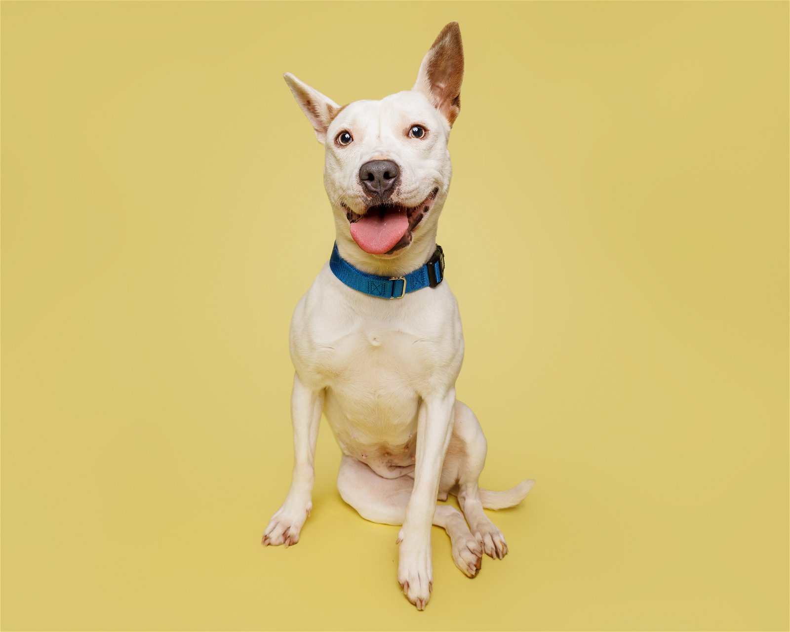 adoptable Dog in Durham, NC named Dove