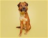 adoptable Dog in durham, NC named Harrison