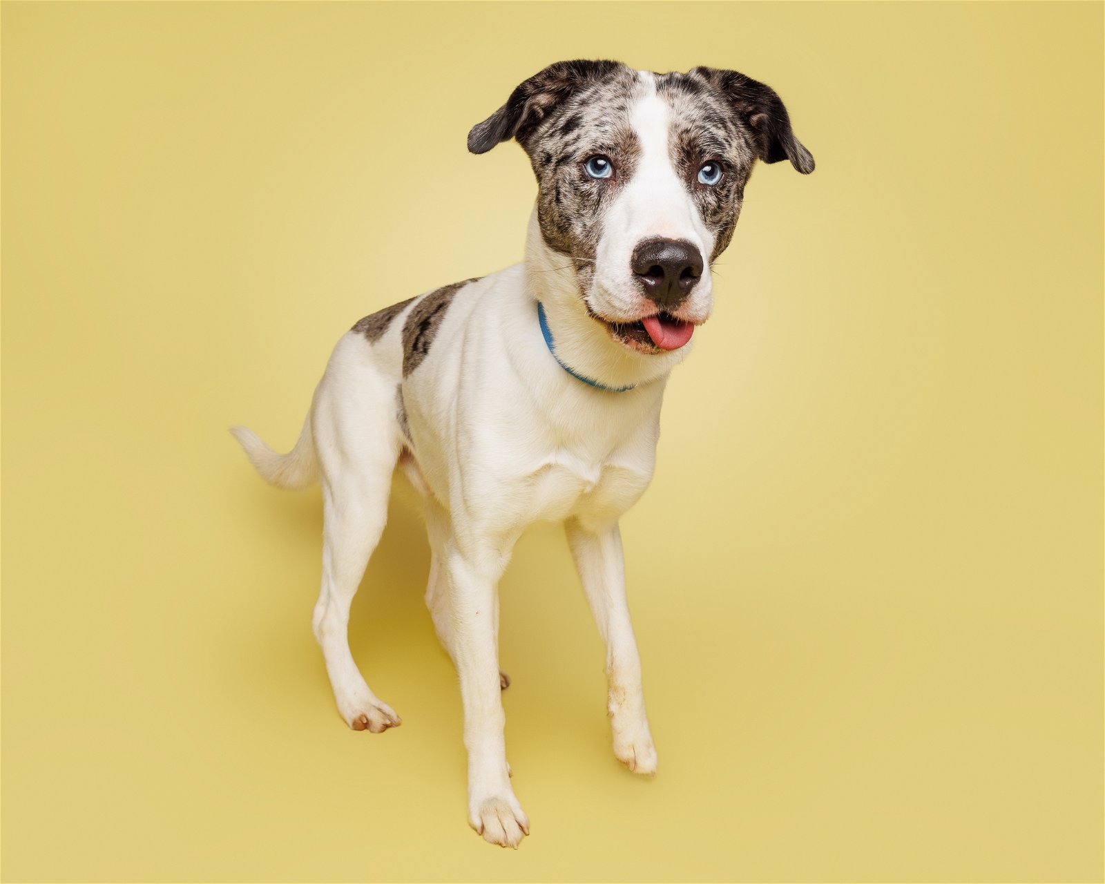 adoptable Dog in Durham, NC named Clem