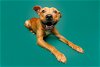 adoptable Dog in durham, NC named Robbins