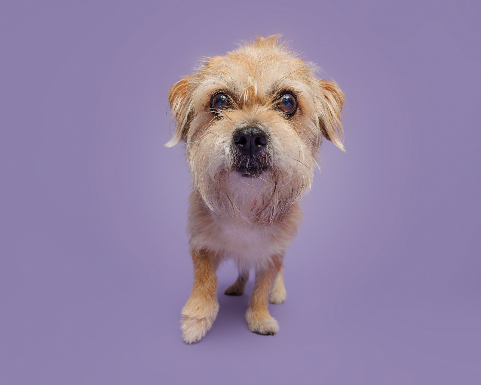 Dog for Adoption Benji, a in Fuquay Varina, NC Alpha Paw